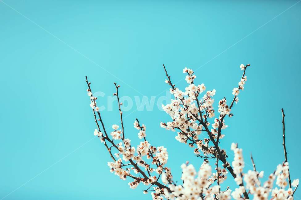 plant,식물,flower,blossom,spring,봄,twig,나뭇가지