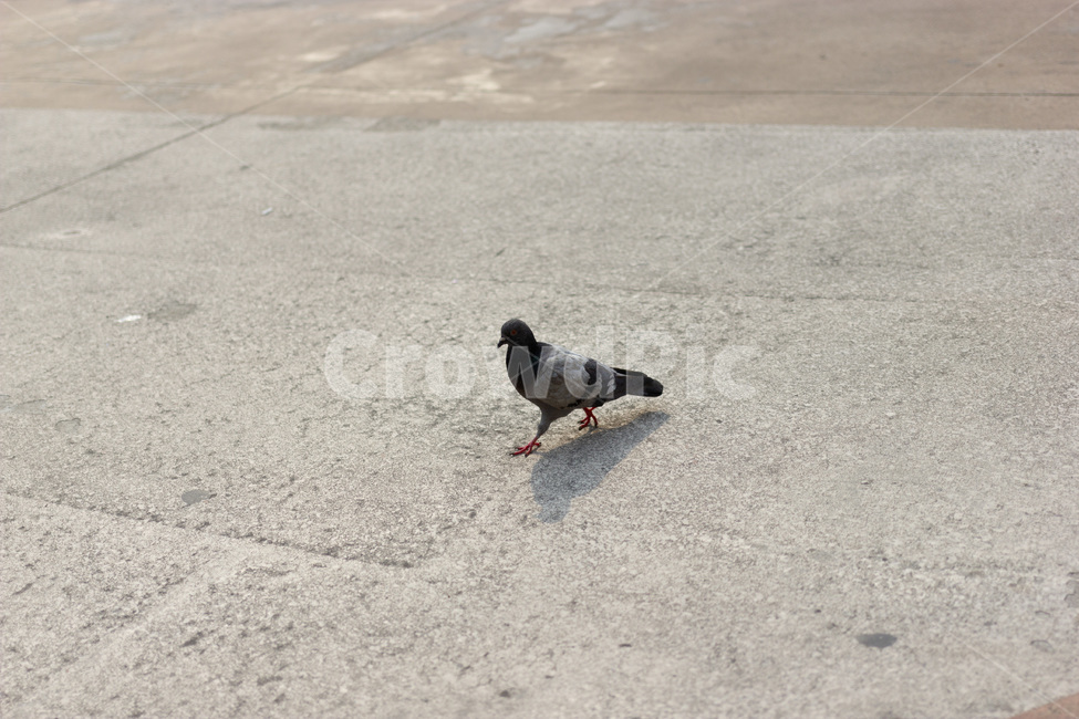 비둘기,닭둘기,동물,새,구구,자연생물,동물,animal,조류,새,birds