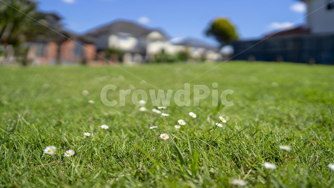 daisy,꽃,잔디,plant,데이지,식물,자연,plants,nature,꽃,flower