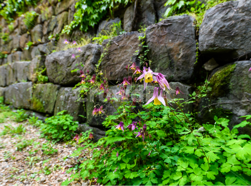spring flowers,wildflowers,plant,Hawk toenail,flower