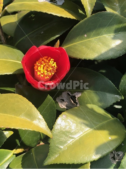 동백꽃,풀잎,꽃,오륙도,빨간동백,식물,자연,plants,nature,꽃,flower