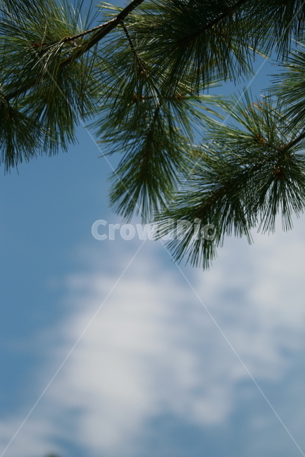 tree,나무,plant,식물,구름,하늘,푸른하늘