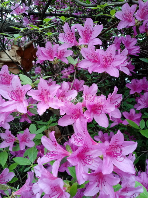 철쭉,smilerosebay,진달래과,식물,봄꽃,개꽃나무,springseasonflower,척촉화,낙엽관목,관상용