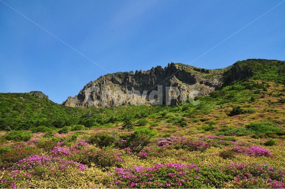 제주도,한라산,남벽,진달래,영실코스,자연,풍경,nature,landscape,한국자연풍경,한국자연경관,korea nature landscape,제주도,jeju,jeju island,outdoors,옥외,grassland,목초지,field,들