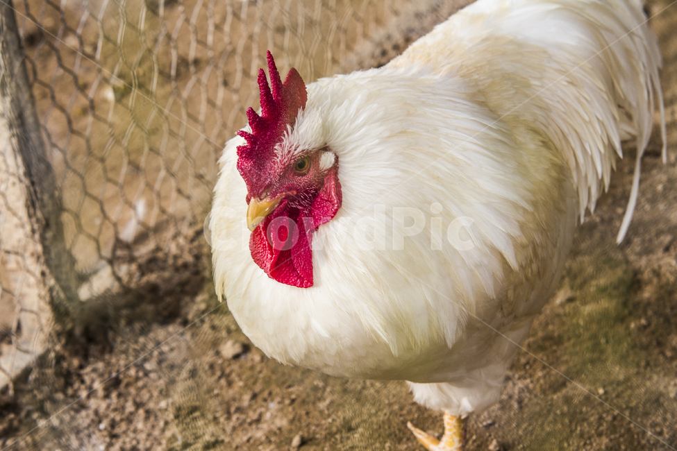 동물,닭,토종닭,수탉,새,조류,부리,가축,닭띠,동물,animal,조류,새,birds