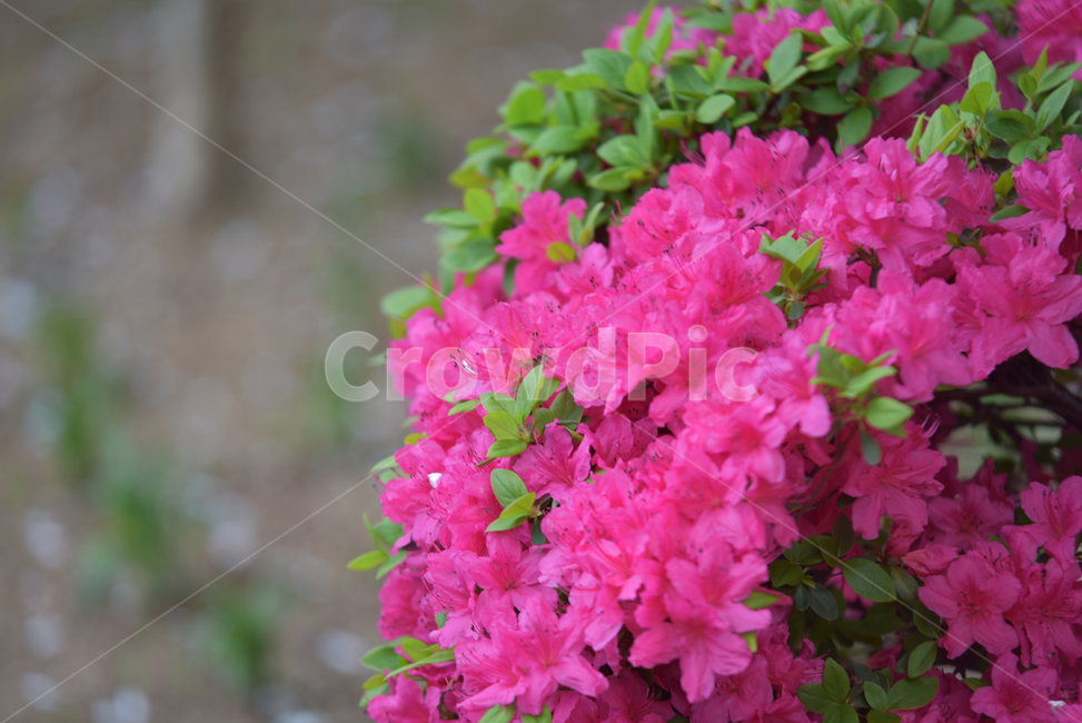 철쭉,진달래,꽃,식물,핑크색,나무,plant,nature,자연,보라색,flower,봄