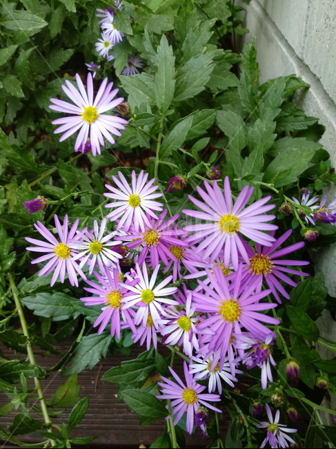 아스타,식물,꽃,flower,plant,(aster,식물,자연,plants,nature,꽃,flower