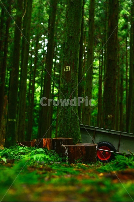 나무,자연,삼나무숲,숲,초록색,green,자연,풍경,nature,landscape,식물,plants,나무,trees,wood,휴식,힐링,rest,relaxation,healing,plant