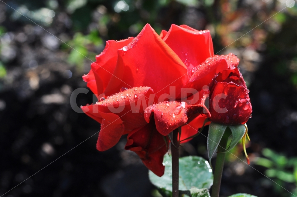 장미,빨간장미,물방울,아침에담은장미,자연,꽃,식물,자연,plants,nature,꽃,flower