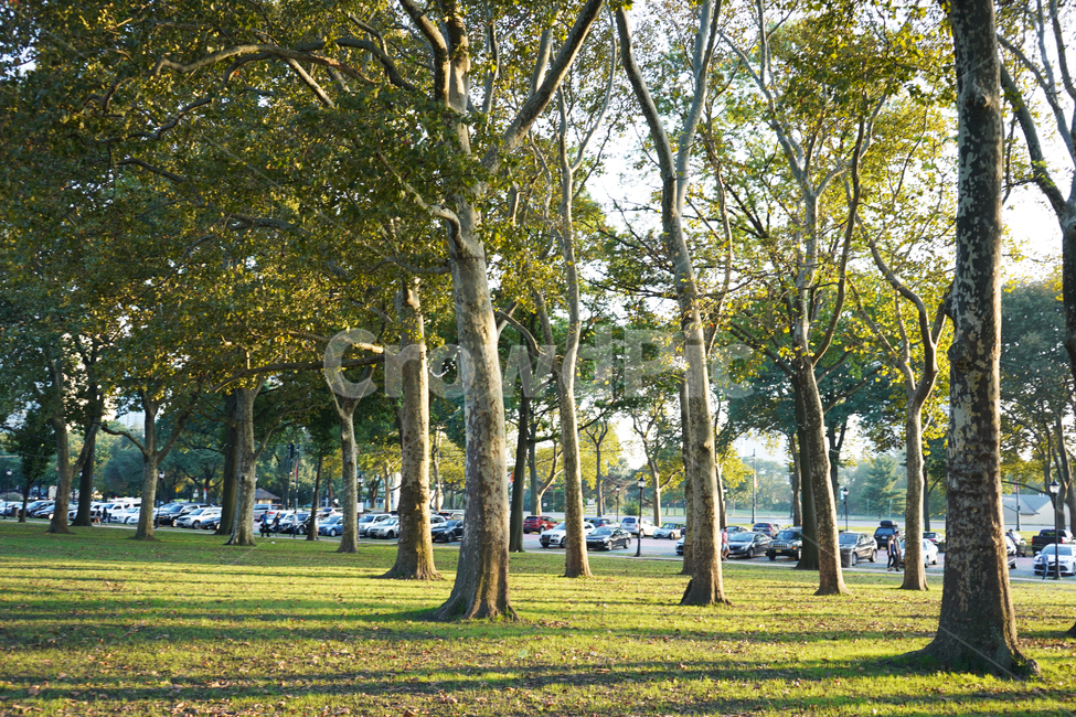 숲,나무,울창한,편안한,forest,자연,풍경,nature,landscape,grass,잔디,plant,식물,tree,outdoors,옥외,lawn,park,공원,tree trunk,나무 줄기