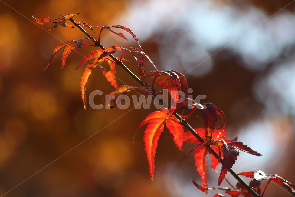단풍,단풍나무,엽록소,가을,redleaves,가을,계절,fall,autumn,season,식물,자연,plants,nature,leaf,잎,plant,tree,나무,maple