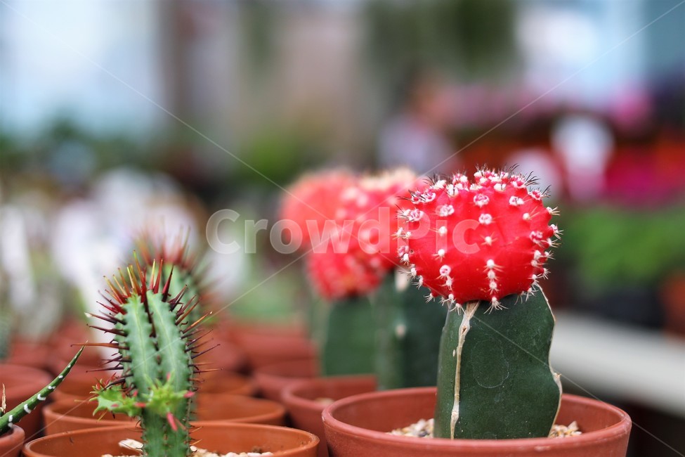 자연,다육식물,화분,꽃,식물,실내용화초,화분,화초,house plant