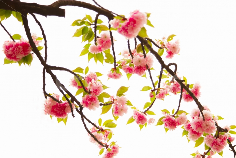 누끼,봄,벅꽃,향기,나무,분홍빛,나들이,식물,자연,plants,nature,봄,계절,spring,season,꽃,flower,plant,blossom
