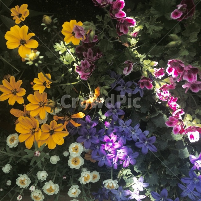 꽃,식물,자연,flower,nature