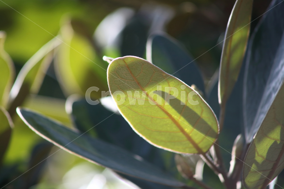 잎,식물,redleaves,엽록소,leaf,식물,자연,plants,nature