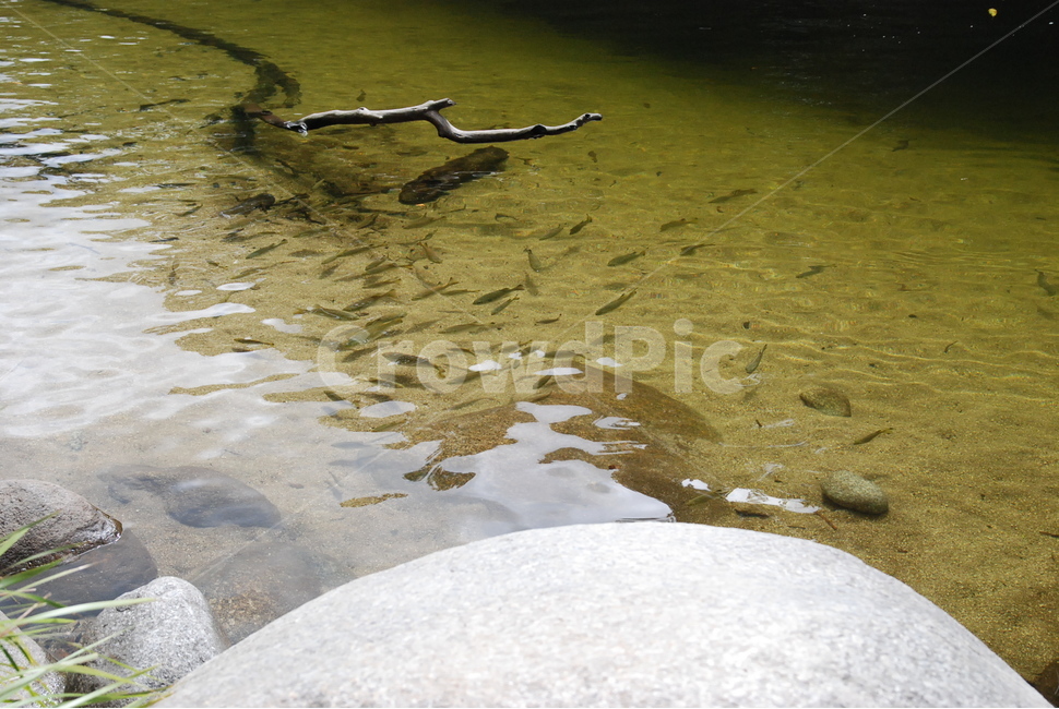 계곡,valley,물고기,여름,물,water,어류,물고기,fish