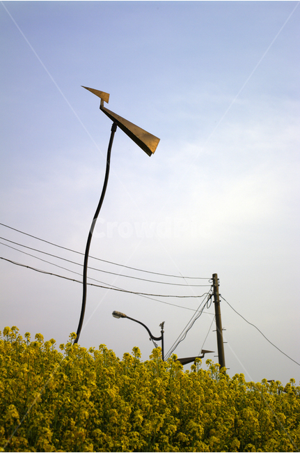 솟대,하늘,전선,유채꽃,식물,flower,plants,nature,꽃,꽃밭,color,한국전통,한국문화,korean traditional,korean culture,조각상,동상,석상,조형물,statue,bronze statue,stone statue,종교,신앙,religion,belief,faith