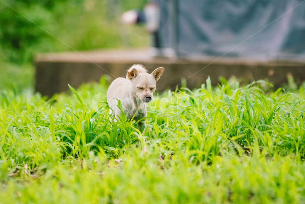 개,강아지,유기견,동물,dog,진흙,자연,귀여움,시골,동물,animal,포유류,mammal,개,강아지,dog,doggy