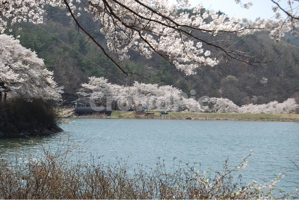 나무,봄,산,하늘,자연,봄,계절,spring,season,자연,풍경,nature,landscape,한국자연풍경,한국자연경관,korea nature landscape,plant,식물,flower,꽃,blossom,cherry blossom,벚꽃