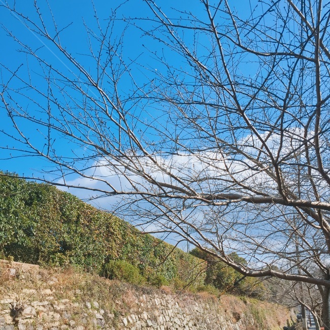 자연풍경,하늘,나무,구름,풍경,자연,자연,풍경,nature,landscape,tree,plant,식물,outdoors,옥외,grassland,목초지,field,들
