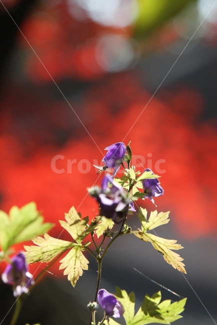 투구꽃,꽃,가을꽃,야생화,식물,자연,식물,자연,plants,nature,꽃,flower