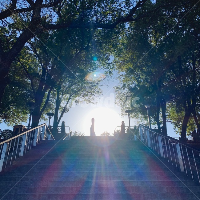 햇살,계단,나무,햇빛,역광,자연,풍경,nature,landscape,light,빛,flare,플레어,bridge,다리,building,건물,sunlight