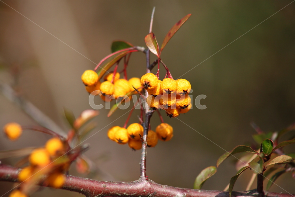 가을,열매,종자,식물,seed,파라칸타,파라칸사스,pyracantha,가을,계절,fall,autumn,season,식물,자연,plants,nature,과일,열매,fruit,plant,leaf,잎