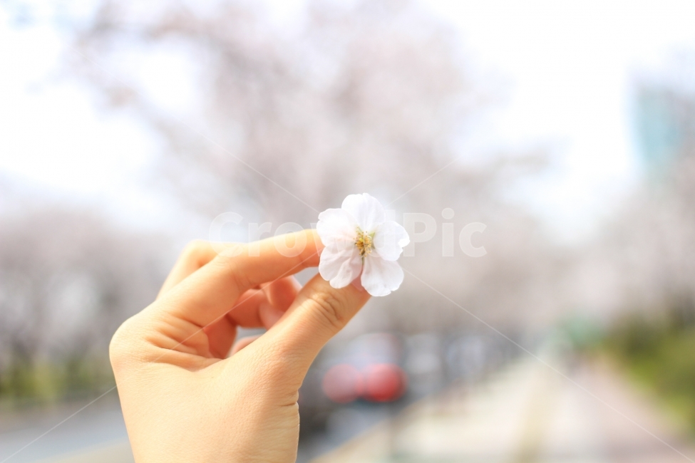 벚꽃,여의도,손,꽃잎,봄,하늘,나무,봄,계절,spring,season,식물,자연,plants,nature,꽃,flower,사람,인물,인간,human,person,신체일부,몸,body,감성,sensible,feeling,plant