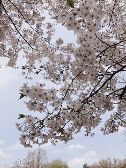 꽃,벚꽃,꽃봉오리,꽃봉우리,봄,blooming,bloom,spring,벚나무,cherryblossom,blossom,flower,식물,식물,자연,plants,nature,꽃,flower