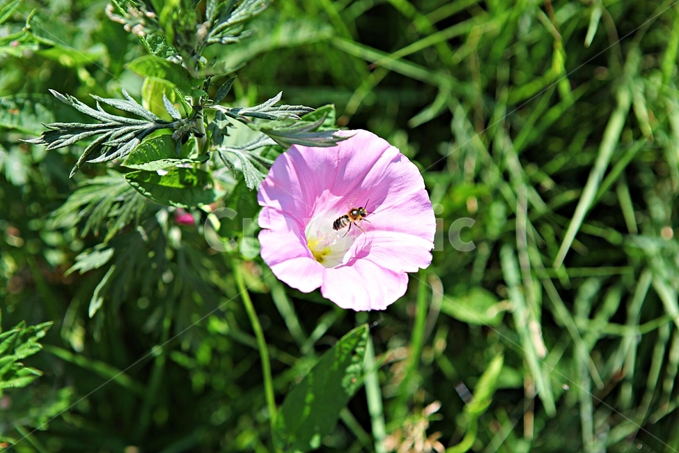 나팔꽃,꽃,넝쿨식물,식물,자연,식물,자연,plants,nature,꽃,flower