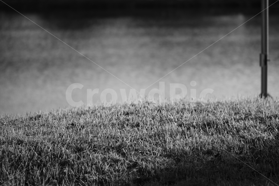 흑백사진,감성,감성사진,잔디,호수,연못,삭막함,잔잔함,흑백,자연,풍경,nature,landscape,감성,sensible,feeling,흑백,모노톤,monochrome,black and white,plant,식물,grass