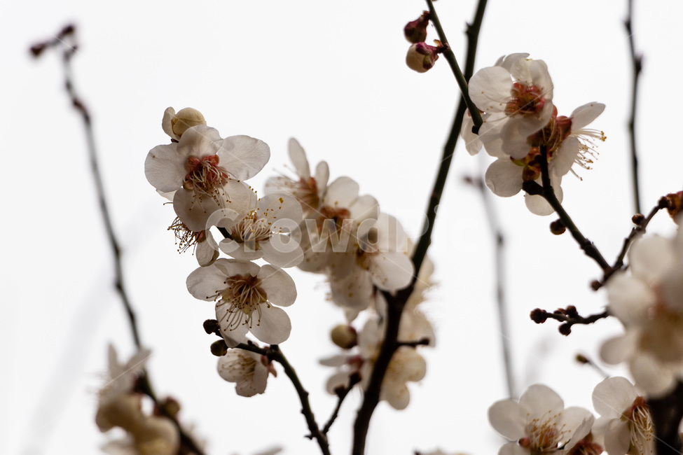 매화,매화꽃,매실꽃,흰매화,백매화,봄,계절,spring,season,식물,자연,plants,nature,꽃,flower,plant,blossom,cherry blossom,벚꽃