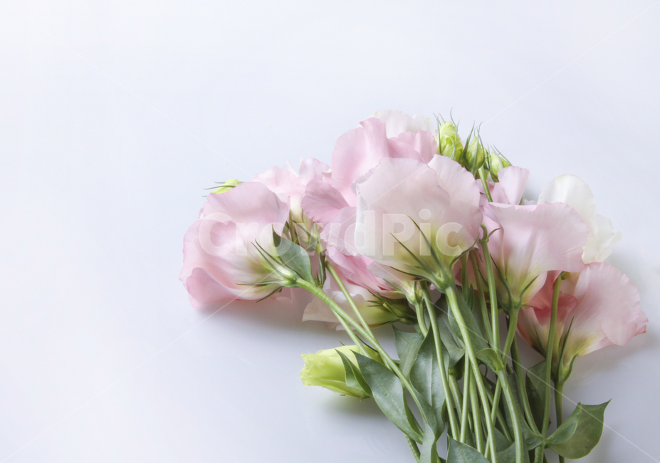 꽃,flower,꽃부케,flowerbouquet,blossom,식물,리시안셔스,lisianthus,plant,pink,pinkflower,봄꽃