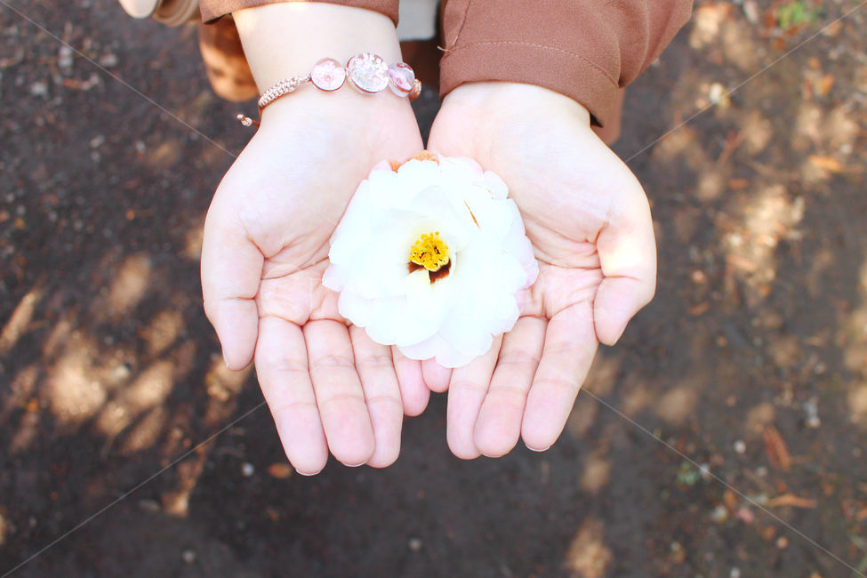 동백꽃,꽃,손,여자,사람,하얀색,하양,제주도,flower,white,hand,봄,계절,spring,season,꽃,flower,사람,인물,인간,human,person,신체일부,몸,body,감성,sensible,feeling,finger,손가락