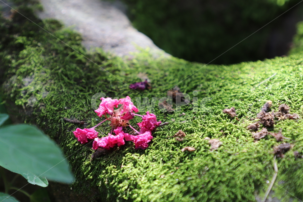 이끼,돌,자연,배롱나무꽃,초록,식물,자연,plants,nature,꽃,flower