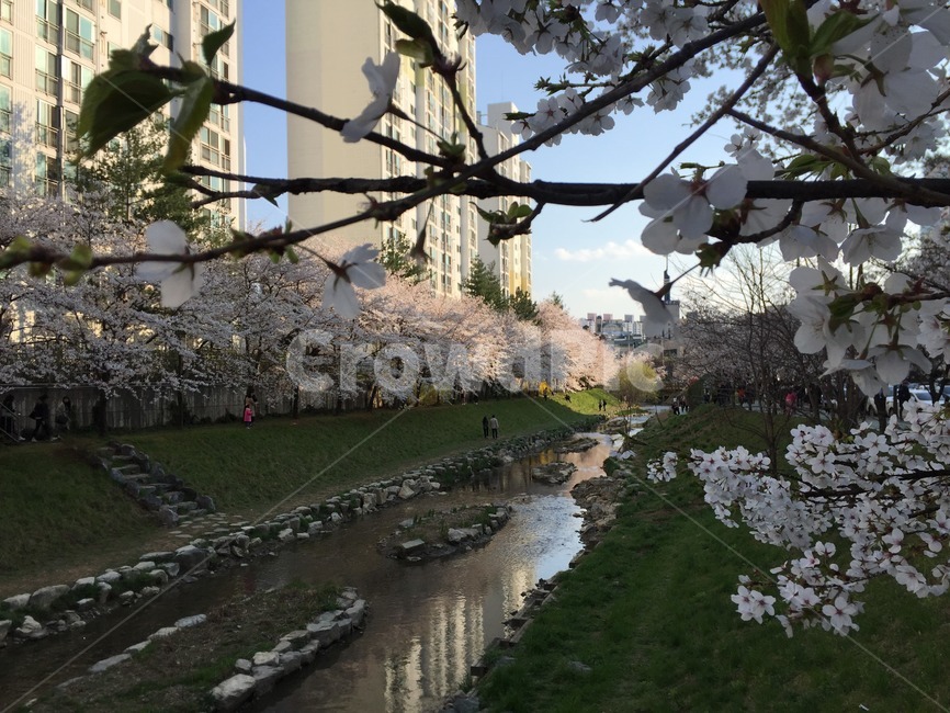 flower,벚꽃,꽃,cherryblossom,봄,초록,분홍,plant,식물,강,강변,데이트,연인,축제,꽃봉우리,나들이,산책