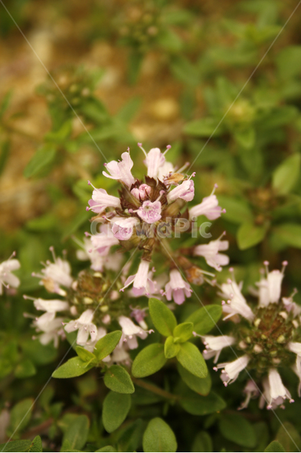 백리향,식물,flower,plants,nature,꽃,식물,자연,plants,nature,꽃,flower