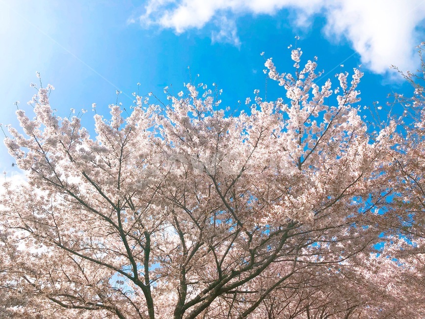 식물,flower,꽃,blossom,봄,벚꽃,하늘,구름,자연