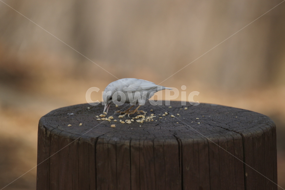 animal,동물,bird,새,동고비,알비노,동물,animal,조류,새,birds