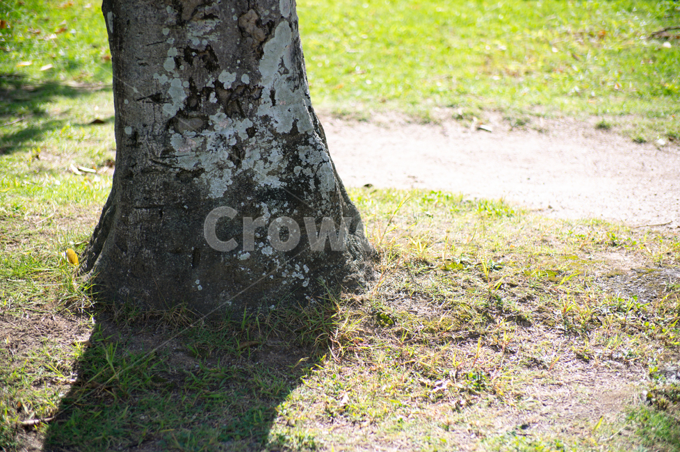 자연,야외,숲,나무,식물,공원,자연,풍경,nature,landscape,tree,plant,tree trunk,나무 줄기