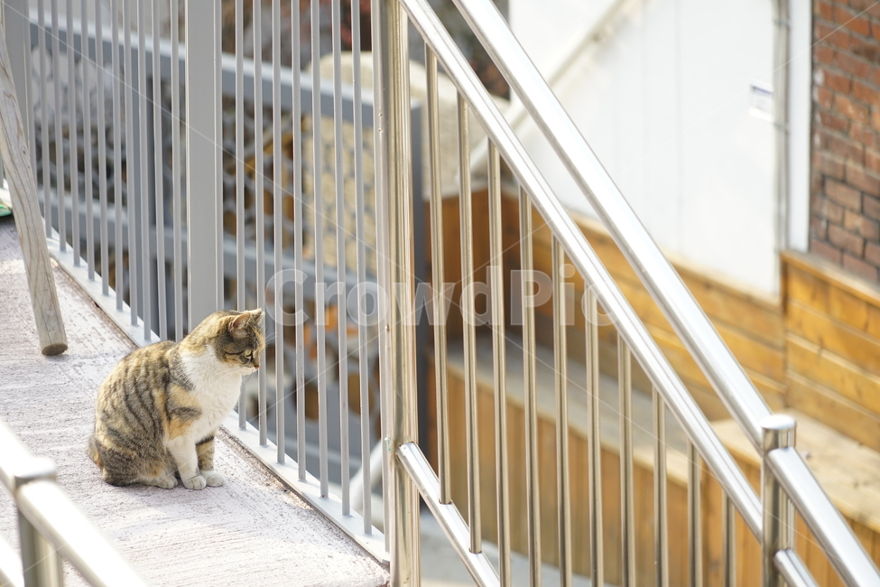 고양이,동물,포유류,길냥이,cat,animal,pet,동물,animal,포유류,mammal,고양이,cat,kitten,kitty