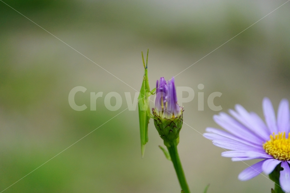 벌개미취,꽃,식물,자연,플라워,flower,nature,7월,여름,summer,꽃봉오리,곤충,동물,여치,메뚜기,insect,감성,감성사진,힐링,힐링사진,계절,season,꽃사진,접사,macro,풍경,landscape,식물,자연,plants,nature,동물,animal,곤충,벌레,insect,bug,꽃,flower