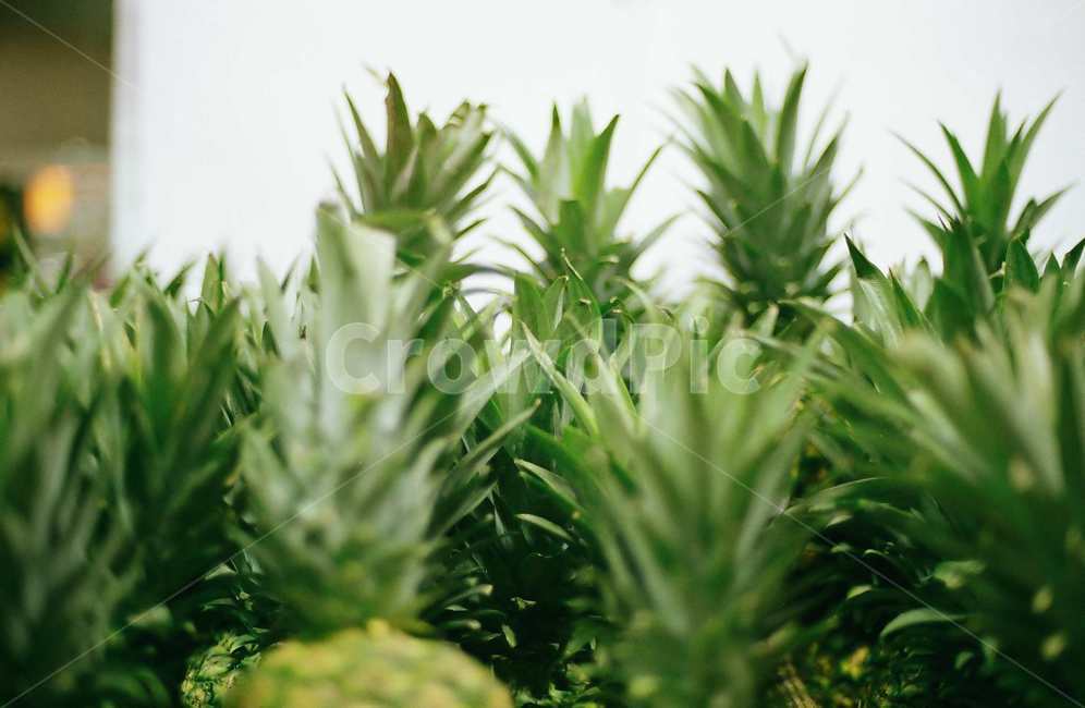 파인애플,과일,초록,시장,풀,감성사진,마트,음식,푸드,식물,plant,fruit,pineapple