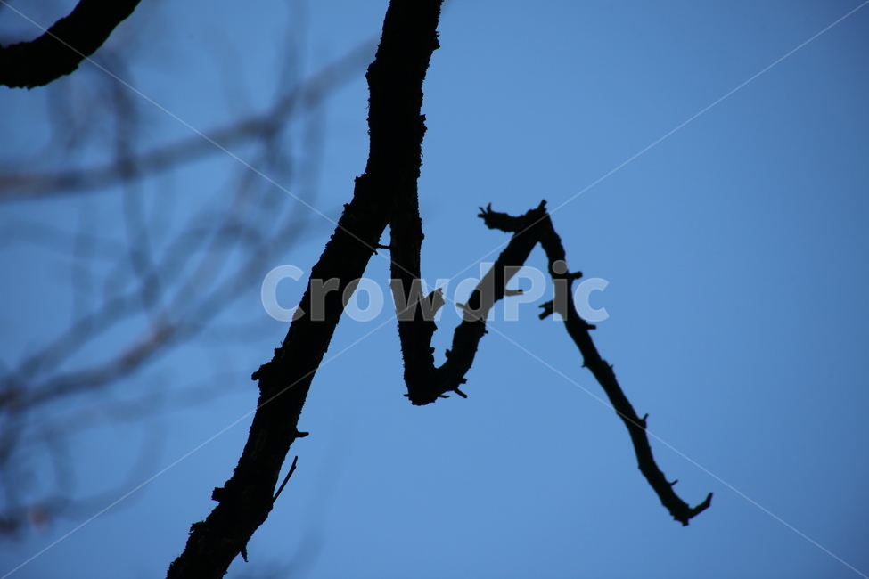 나뭇가지,죽은나무,나무,wood,branch,나무가지,식물,자연,plants,nature,나무,trees,wood