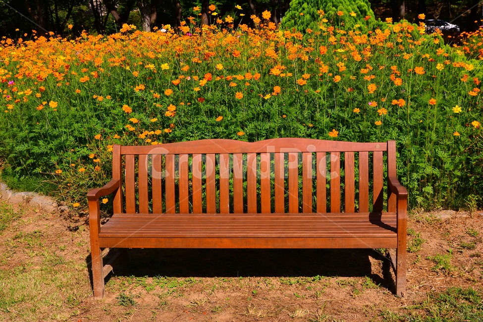 벤치,의자,나무의자,쉼터,휴식,빈자리,relaxation,rest,쉼,쉬어가는곳,힐링,여유,명상,산책,bench,leisure,sit,chair,풍경,앉다,자리,편안한,가든,꽃밭,노랑코스모스,정원,flowers,healing,휴식,힐링,rest,relaxation,healing