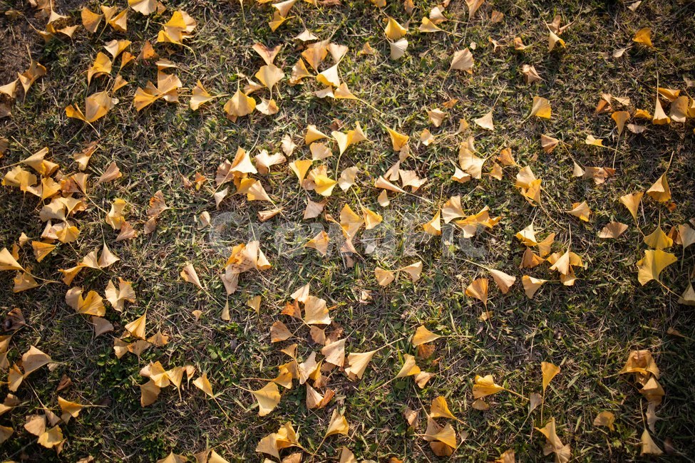 가을,낙옆,공원,은행나무,단풍,maple,ground,바닥,plant,식물,leaf,잎,autumn,가을,계절,fall,autumn,season