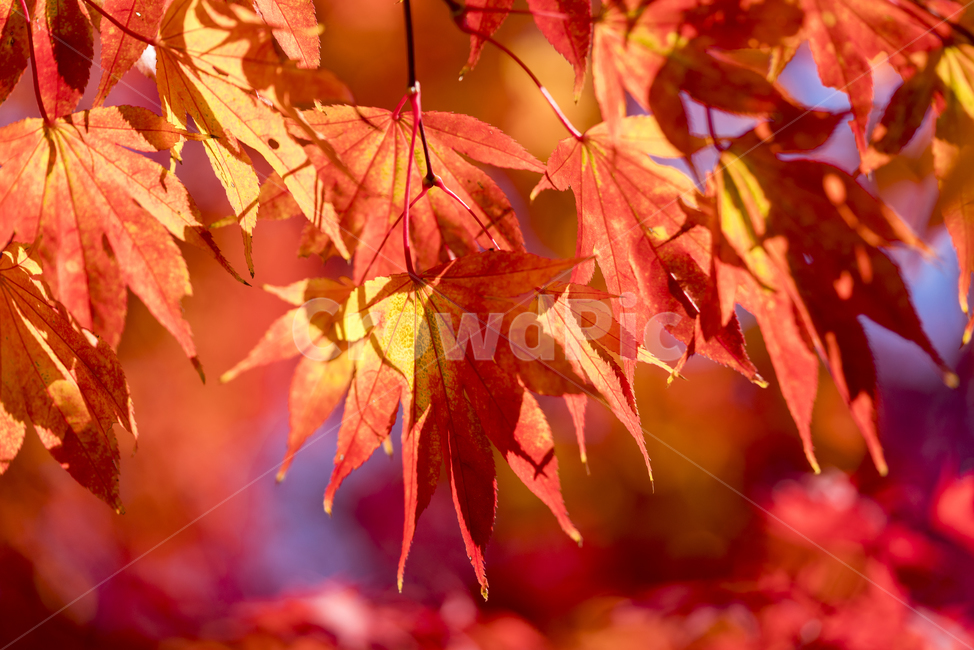가을,단풍,매크로,낙엽,단풍잎,가을,계절,fall,autumn,season,leaf,잎,plant,식물,tree,나무,maple