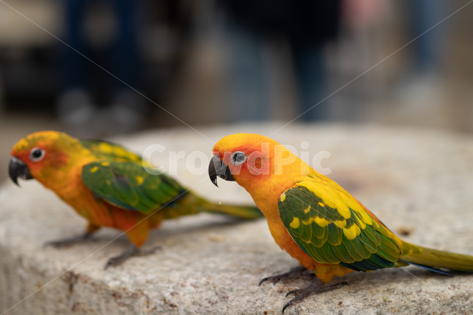 animal,동물,bird,새,앵무새,앵무,앵꼬,잉꼬,동물,animal,조류,새,birds