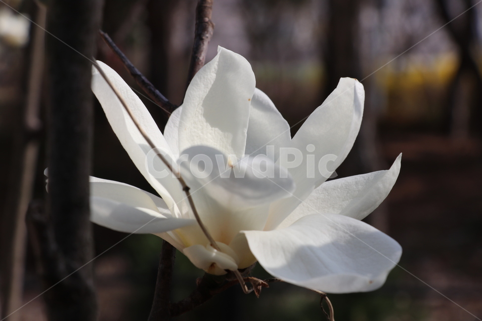 백목련,봄꽃,흰꽃,목련,꽃,식물,자연,plants,nature,꽃,flower