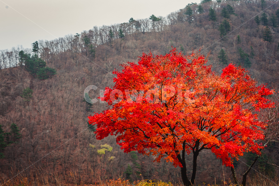 단풍,식물,maple,tree,나무,plant,wood,가을,계절,fall,autumn,season